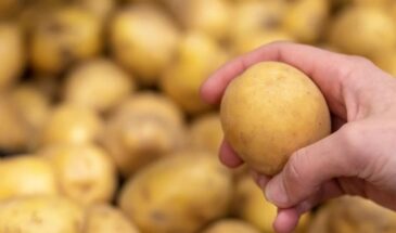 Популярные сорта картофеля, которые не подведут: секреты богатого урожая