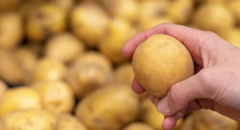 Популярные сорта картофеля, которые не подведут: секреты богатого урожая