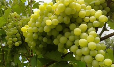 Виноград «Алешенькин»: одна гроздь до 2 кг — и соседи в изумлении, но сорт требует секрета