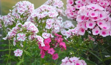 «Флоксы с характером»: 5 ошибок, из-за которых они не цветут, и как их исправить