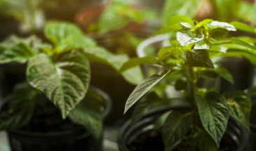 Перец без закалки — урожай на помойку: 5 правил подготовки рассады, которые удваивают результат