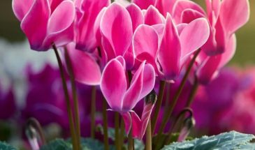 Цикламен на подоконнике: одна ошибка с окном — и цветы опадут за неделю