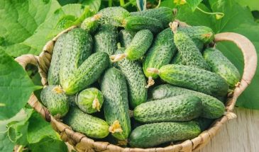 Огурцы 2026: одна ошибка с семенами — и половина урожая уйдёт в пустоцвет