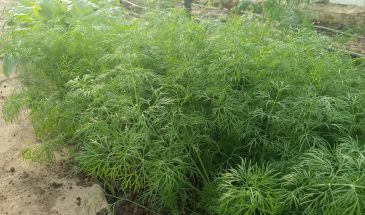 Укроп Буян: один посев — и зелень не кончается до заморозков, а соседи просят семена