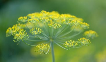 «Укроп без стрелок»: 3 сорта + секрет с водкой, который ускорит всходы в 3 раза