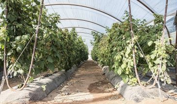 Ягодные джунгли вместо хилых кустов: апрельский «травяной квас» творит чудеса с малиной