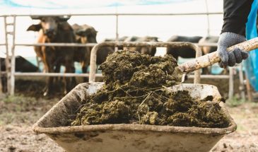 Коровий навоз убивает урожай: одна ошибка весной, которая губит посадки вместо того, чтобы помочь