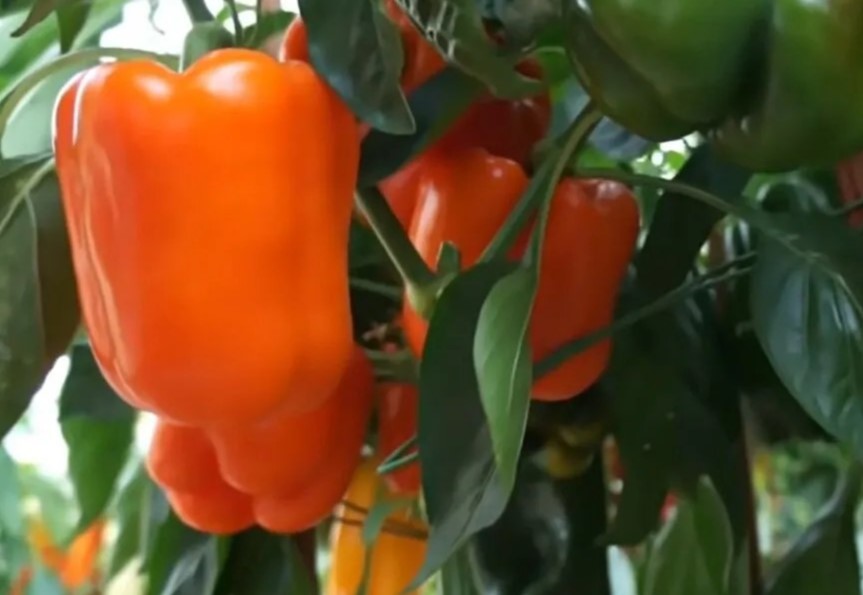 Перец говорит листьями: один признак — и вы поймёте, чего ему не хватает