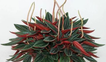 «Этот цветок меняет цвет как хамелеон»: пеперомия Россо — растение для тех, кто забывает поливать