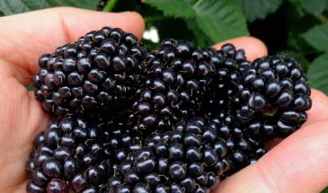 «Эта ежевика рвёт рекорды, а не руки»: сорт без шипов, который даёт вёдра ягод при минимуме ухода