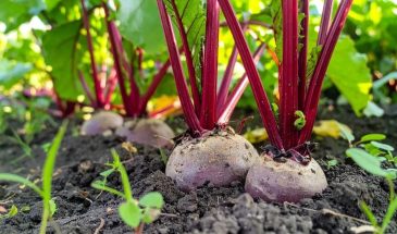 Подсоленная вода для свёклы: один полив — и корнеплоды трещат от сладости, но есть нюанс