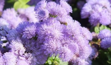 Агератум: пушистые облака в саду, которые цветут до заморозков