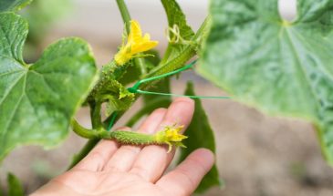 «Огурцы после пересадки не болеют?»: секрет лунки, который удваивает урожай без химии