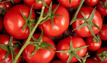 Дрожжи превращают томаты в урожайные машины: рецепт подкормки, который удваивает плоды без химии