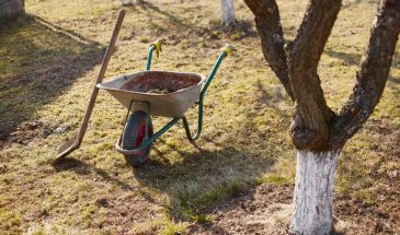 Деревья без этой подкормки уйдут в спячку: что внести сразу после снега для урожая-рекорда