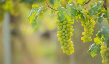 Виноград без этой подкормки уйдёт в зелень: что внести весной, чтобы лоза ломилась от ягод