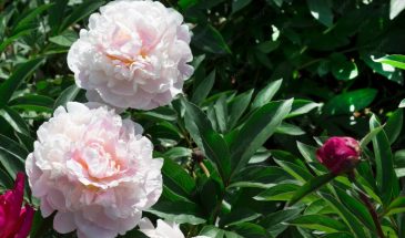 Пионы без этой подкормки уйдут в зелень: что дать кустам сразу после всходов, чтобы они взорвались цветением