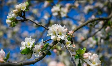 Мыши съели кору — не хороните дерево: три способа спасти яблоню, которые работают даже в безнадёжных случаях