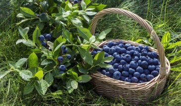 «1 мая — не сглазь урожай!»: древний ритуал на Кузьму Огородника, который работает до сих пор