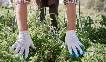 Соль против сорняков: кухонный секрет, который убивает траву за сутки