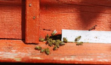 Пудов день 28 апреля: почему пчел выпускали и что запрещали делать с рябиной