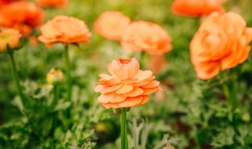 Эти 9 цветов растут сами: что посеять в мае, чтобы клумба цвела всё лето без вашего участия