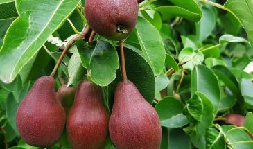 «Груша не простит, если её не покормить»: секрет удобрений, после которых плоды вырастают до размера кулака