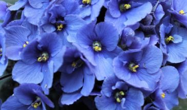 Аквариумная вода для фиалки: 1 стакан вместо подкормки — и сенполия цветёт без перерыва целый год