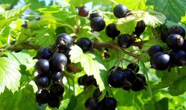 «Эти два сорта смородины обманут вашу лень»: ягоды, которые растут сами, а вкус — как мёд