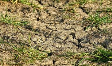 «Глина как пух»: копеечная добавка, которая разрыхлит почву за сезон