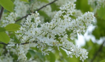 Черёмуха зацвела — через 5 дней сажай рассаду: народная примета, которая спасёт урожай от заморозков