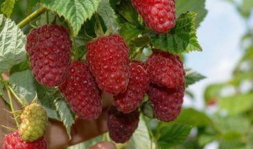 Секрет апрельской подкормки: моя малина в июне уже красная и крупнее, чем у соседей — рецепт «эликсира урожая», который работает
