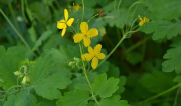 Чистотел: сорняк, который спасает урожай — 3 способа применения, о которых молчат дачники