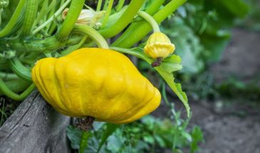 «Забытый овощ»: почему патиссоны вкуснее кабачков, но о них все молчат