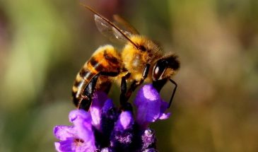 «30 апреля пчёлы решают, будет ли у вас мёд»: старинные приметы, которые работают до сих пор