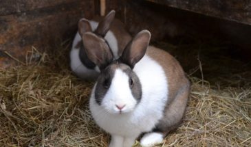 Кроличий навоз: удобрение, которое работает в 2 раза быстрее коровьего — почему его скрывают от дачников