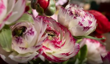 Ранункулюс: 6 сортов, которые заменят розы в вашем саду — от белоснежного до огненно-красного