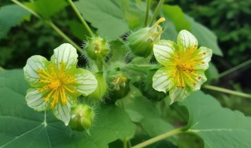 Этот сорняк нельзя вырывать в мае: он принесёт вам 10 кг огурцов с куста!