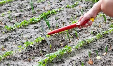 26 апреля — работать нельзя, или всё-таки можно? Разбираем, что говорят священники про работу в огороде в Праздник Жён-Мироносиц