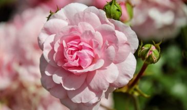 Почему ваши розы не цветут в мае: шокирующая правда от флористов!