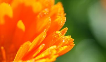 Посадите это рядом с картошкой — жук исчезнет навсегда: 1 растение против всей армии вредителей!