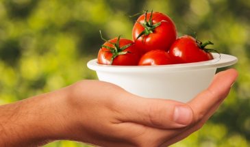 Теплица для чайников: как вырастить первые помидоры без стресса