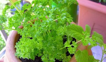 Зелень за месяц: как вырастить салат, укроп и петрушку даже на балконе