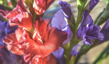 Гладиолусы выпустили стрелку? Одна подкормка — и цветоносы удвоятся в размере