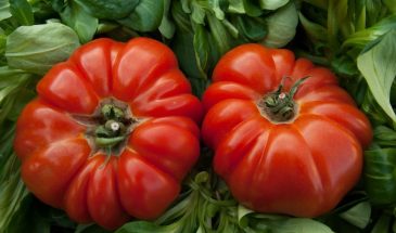 Почему томаты нельзя сажать на одно место: ошибка, которая лишает дачников половины урожая