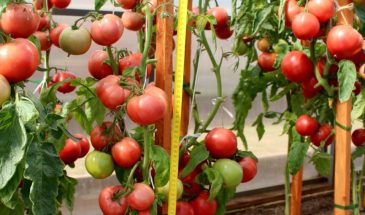 «Сладкий как десерт»: томат, который созревает за 95 дней и даёт 22 кг с метра