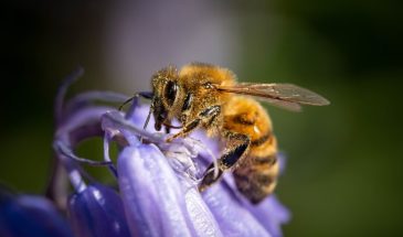 Одна коробка со шмелями — и помидоры рвут рекорды: почему фермеры заменяют пчёл на мохнатых помощников