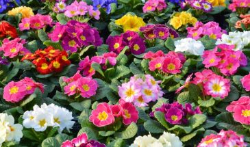 Майское буйство: 10 цветов, которые расцветут уже в этом месяце