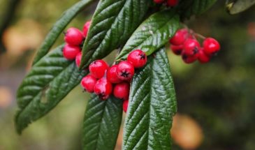 Живая изгородь за сезон: быстрорастущие кустарники для дачи