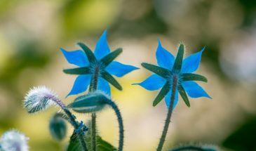 Лунный календарь мая 2026: когда сеять, сажать и удобрять